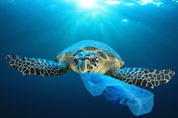 Go plastic free to help our oceans. Seed & Sprout